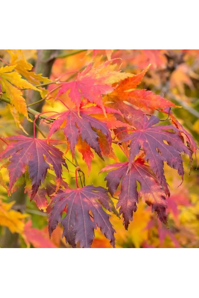 Клен Арктік Джейд